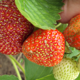 Seascape strawberry bareroot plants 