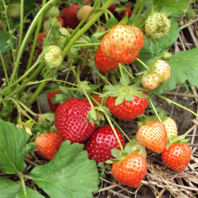 Ac Valley strawberry bareroot plants