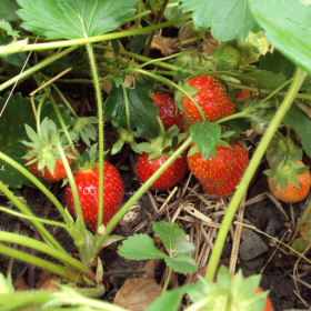 Ac Wendy strawberry bareroot plants