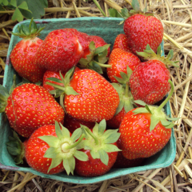 Allstar strawberry bareroot plants 