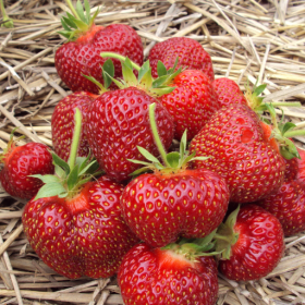 Annapolis strawberry bareroot plants
