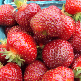 Archer strawberry bareroot plants