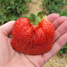 Cabot strawberry bareroot plants