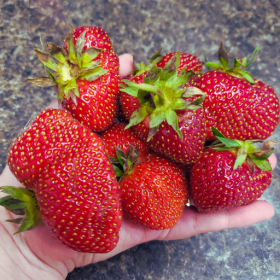 Strawberry bareroot plants 