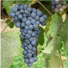 ThomCord blue seedless grape bareroot plant
