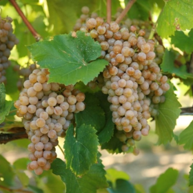 Traminette white wine grape bareroot plant