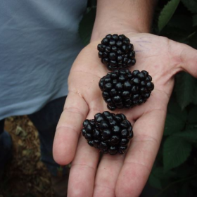 Triple Crown blackberry bareroot plants