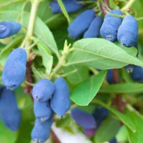 Tundra honeyberry bareroot plant 