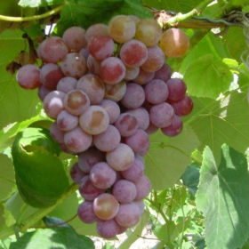 Vanessa red seedless grape bareroot plant