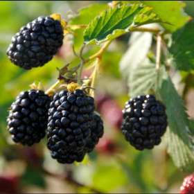 Von blackberry bareroot plants
