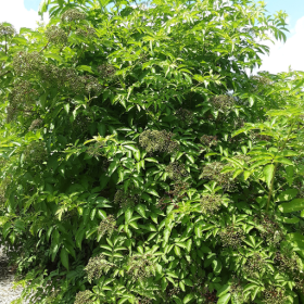 Wyldewood elderberry bareroot plant 