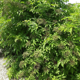 York elderberry bareroot plant 